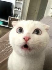 Klára Munclingerová