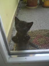 Klára Procházková